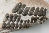 Fossil Pycnodont Crushing Mouth Plates - Morocco #196699-1